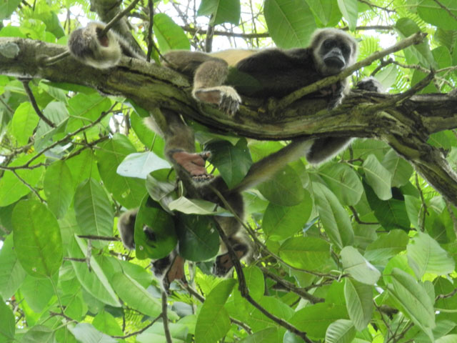 Howler Monkey in Churute